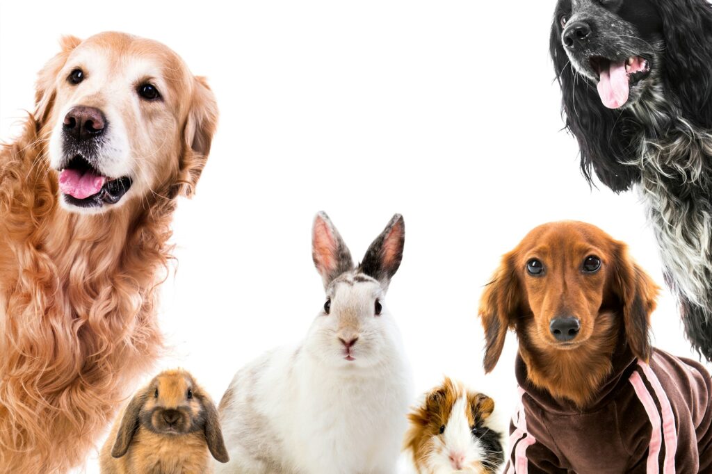 Group of cute fluffy animals