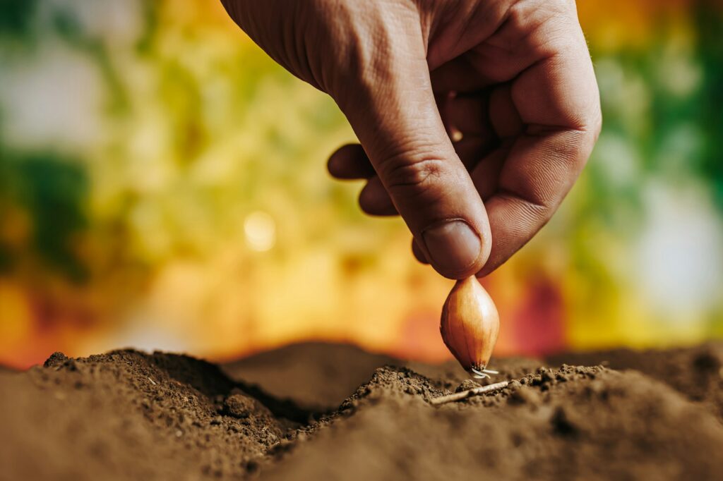 planting onion seeds chive plant seeds in soil,