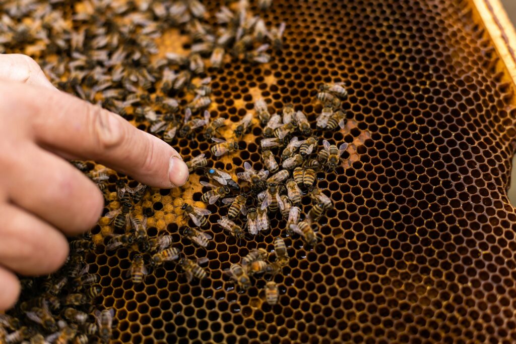 An elderly beekeeper examines the frames with bees near the hives